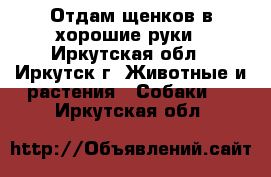 Отдам щенков в хорошие руки - Иркутская обл., Иркутск г. Животные и растения » Собаки   . Иркутская обл.